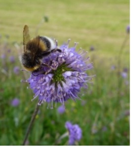 Food, Climate and Nature